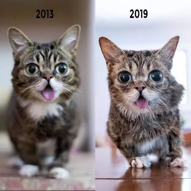 莉·巴布,迈克·布里达夫斯基,网红猫,舌头,猫咪,小猫