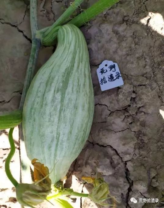 新疆贵族南瓜的起源及栽培,从植物学的角度了解一种植物