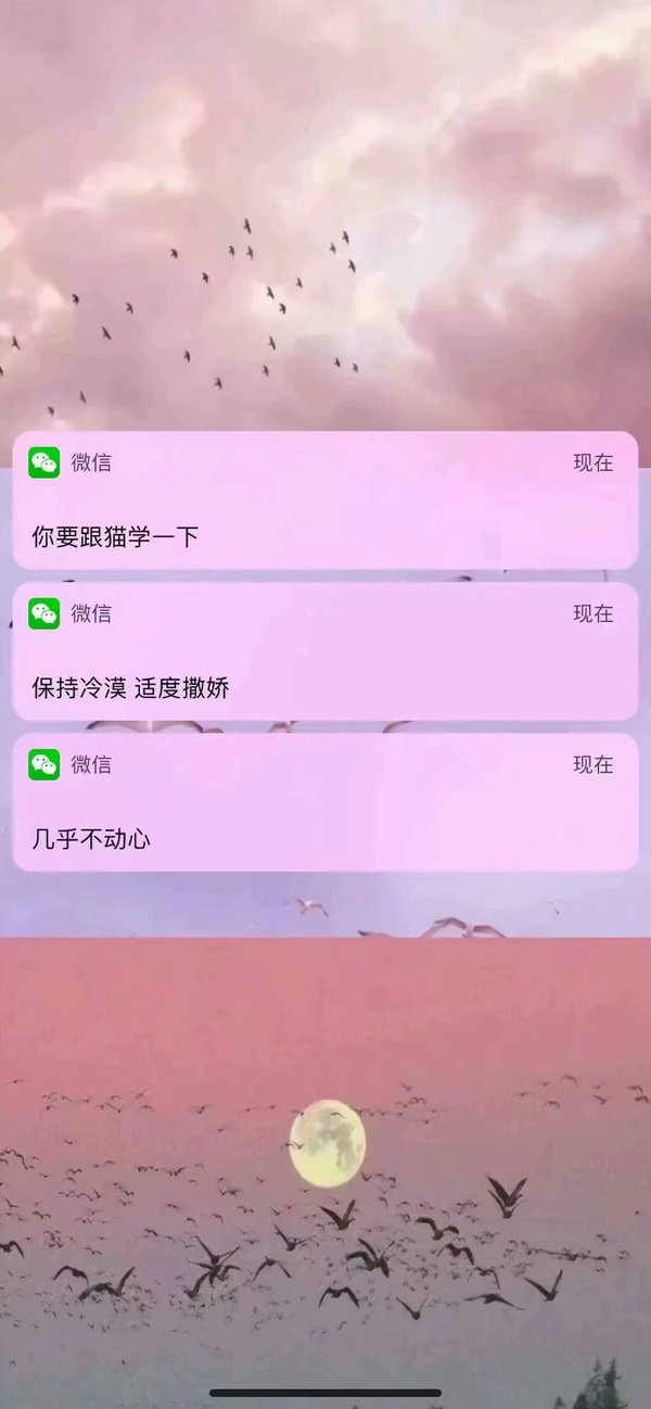 ins微信壁纸:你要跟猫学一下,保持冷静,适度撒娇,几乎