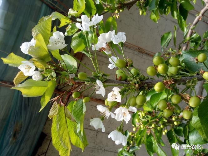 国光樱桃花喜套餐,为萌芽开花整齐而来