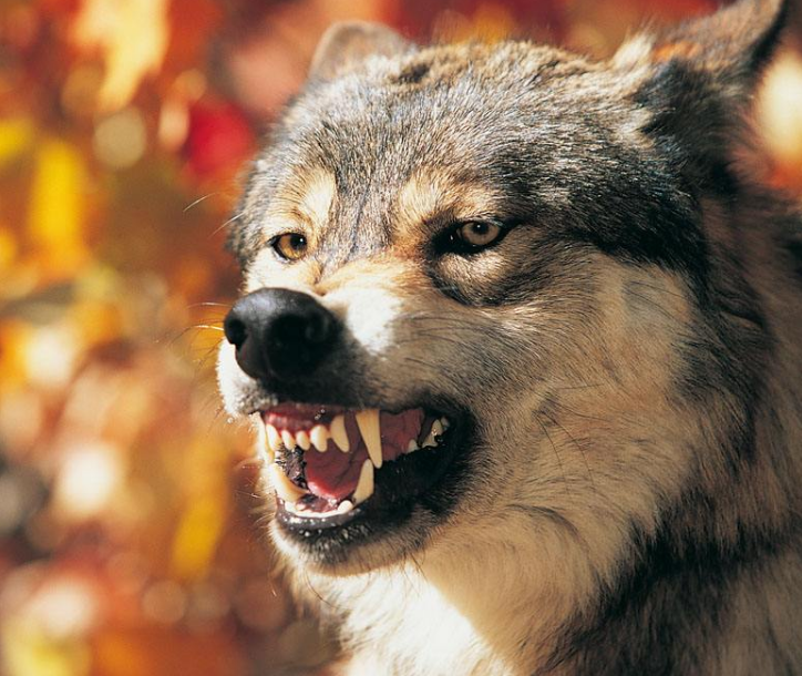 心理学:你第一眼认为哪匹狼最凶猛?测你预测危机的能力有多强
