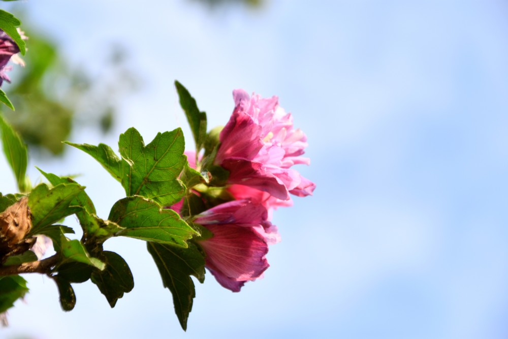 槿花不见夕,一日一回新