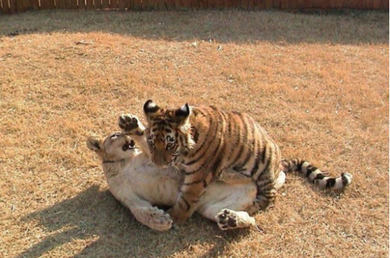 这种动物重达800公斤,比老虎还厉害恐怖,一掌可拍死狮子