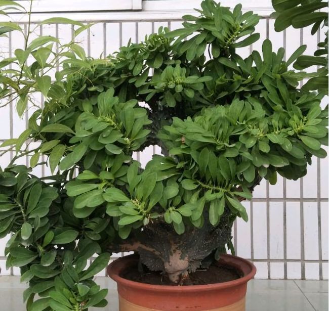 植物记:镇宅又吉祥的玉麒麟,一个月不浇水也能活!
