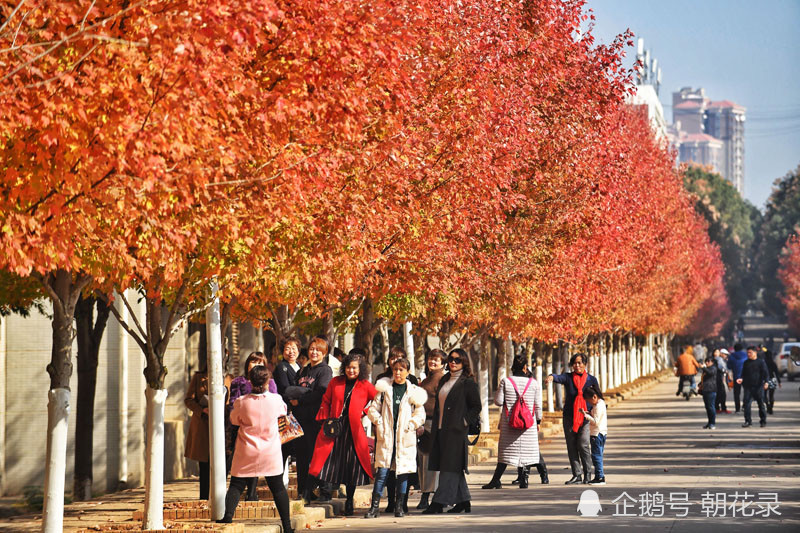 文华学院,枫叶,武汉