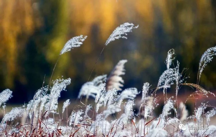 魅力盖州——芦花飘雪美景让人赞叹