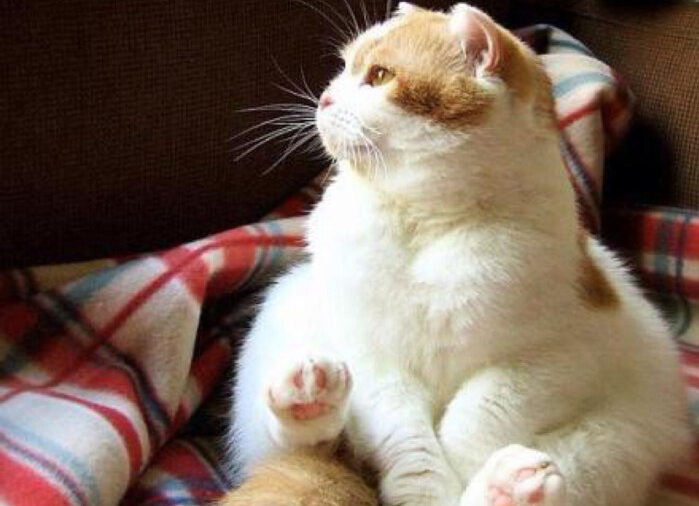 橘猫: