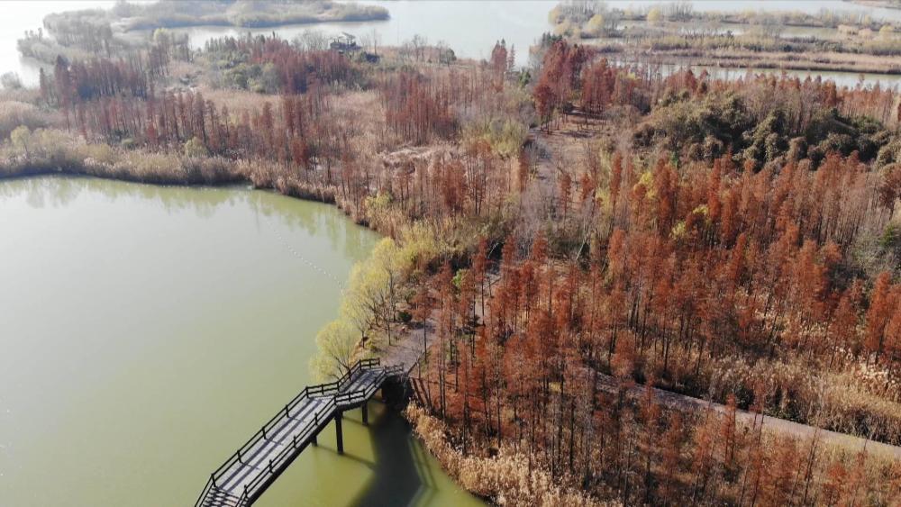 潘安湖湿地公园池杉林:"水上森林"冬景美如画
