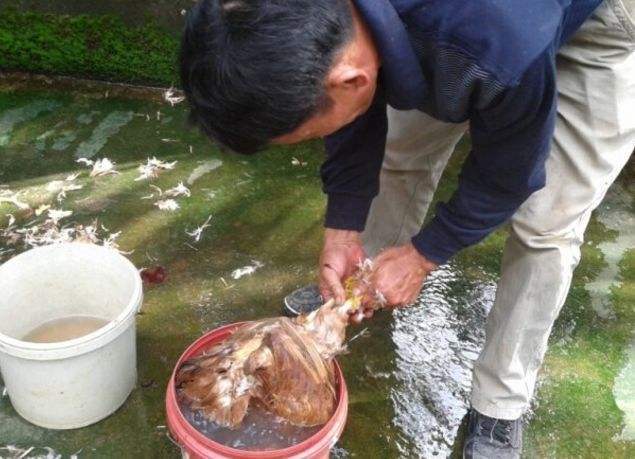 所以在杀公鸡之前先给他来上一瓶二锅头还是有科学根据的,这样公鸡