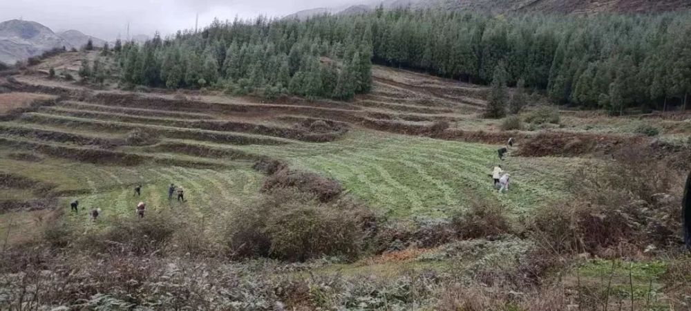 纳雍县姑开乡3000亩茶叶种植忙