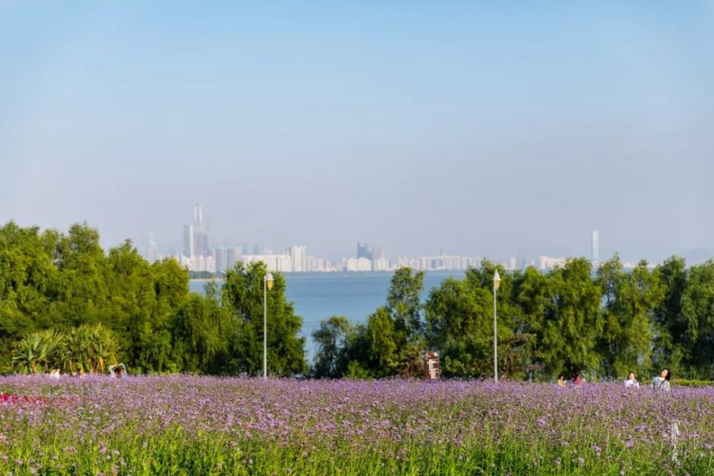 藏在市中心的"花海秘境",15000㎡正绽放!