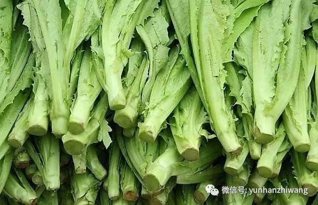 油麦菜可以生吃吗?