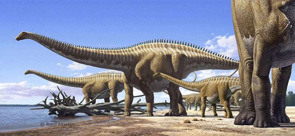 图注:体型巨大的蜥脚类恐龙,图片来自网络