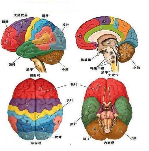 其中, 位于丘脑和颞叶之间的海马体与人类的记忆息息相关.