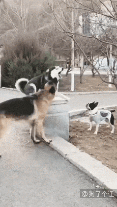 二哈吵架的标志性动作,太搞笑了