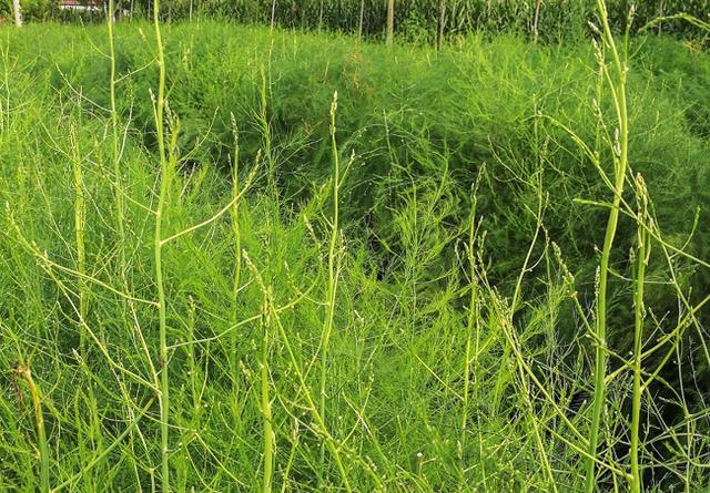 有名的山野菜石刁柏,种植后可连续采收10多年,干品20元一斤