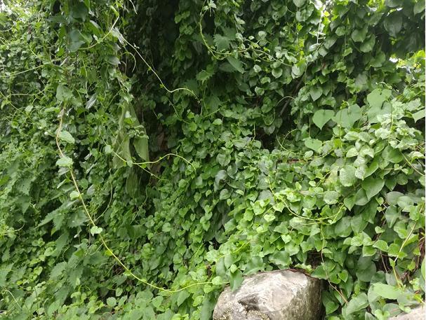 沟谷边,村宅旁常见的一种爬藤植物,不光是药材,叶子还能吃