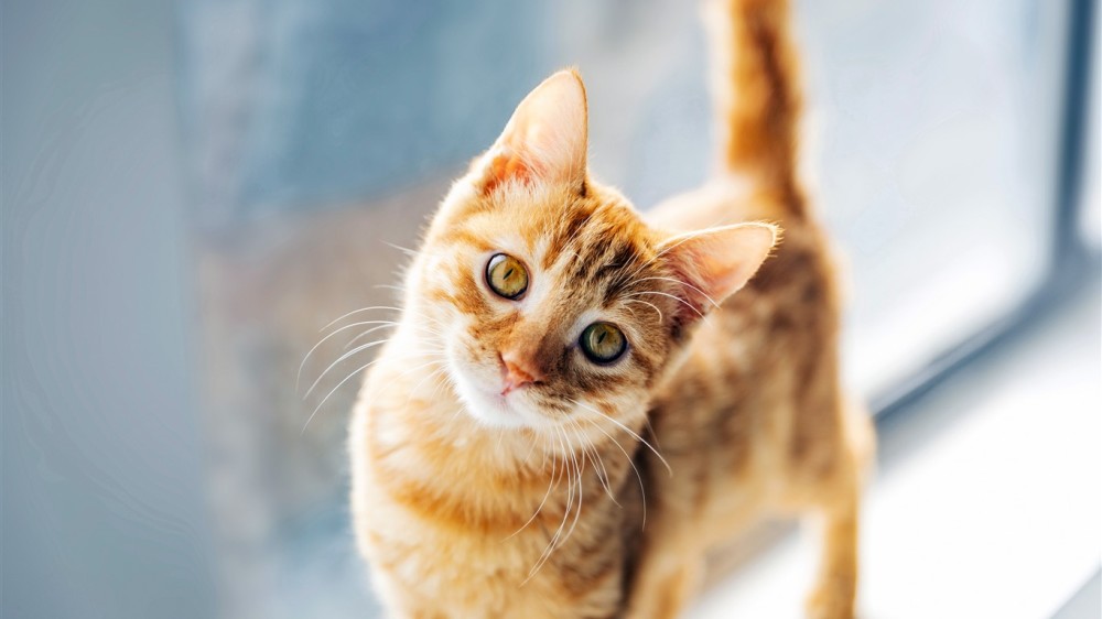 超萌猫清新壁纸,特别好看的小猫咪,一起欣赏吧