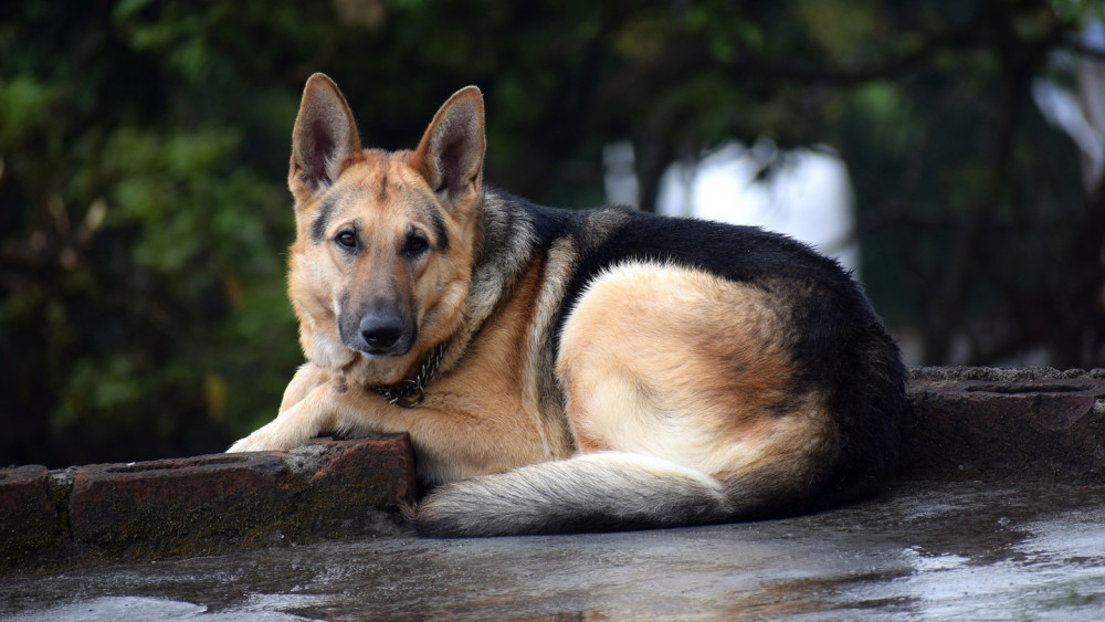 可爱狗狗横屏壁纸,威武可爱的狗狗,一起欣赏吧
