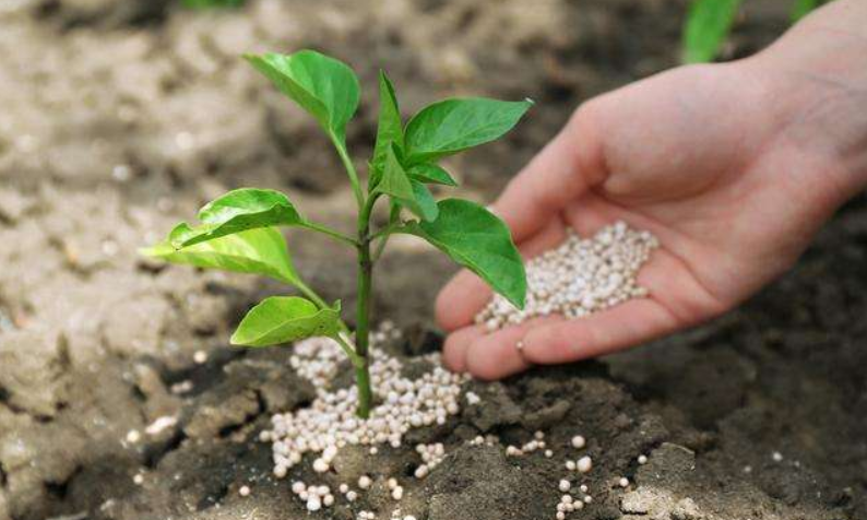 肥料,利润,施肥,植物