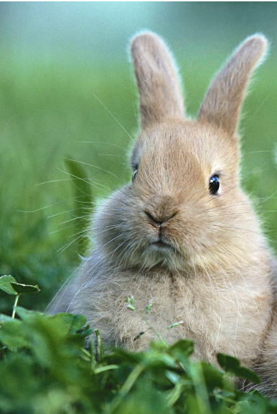 小兔子的耳朵长长的,喜欢干净,爱吃青草,乖巧讨喜.