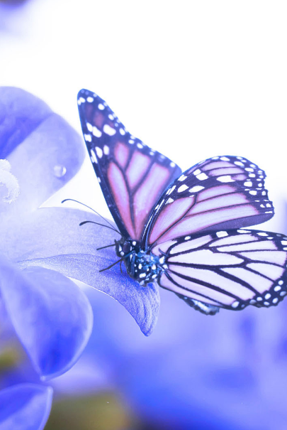 蝴蝶的翅膀上花纹精致漂亮,以花蜜为食,喜欢在花间起舞.