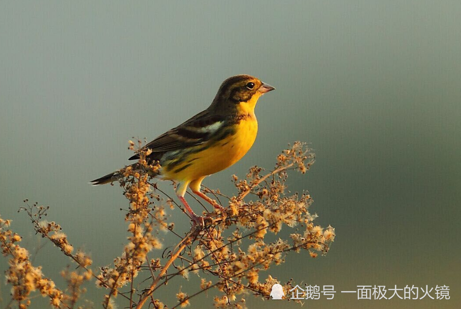 农村的一种常见鸟类,以前比麻雀还要多,如今却被人吃到快灭绝