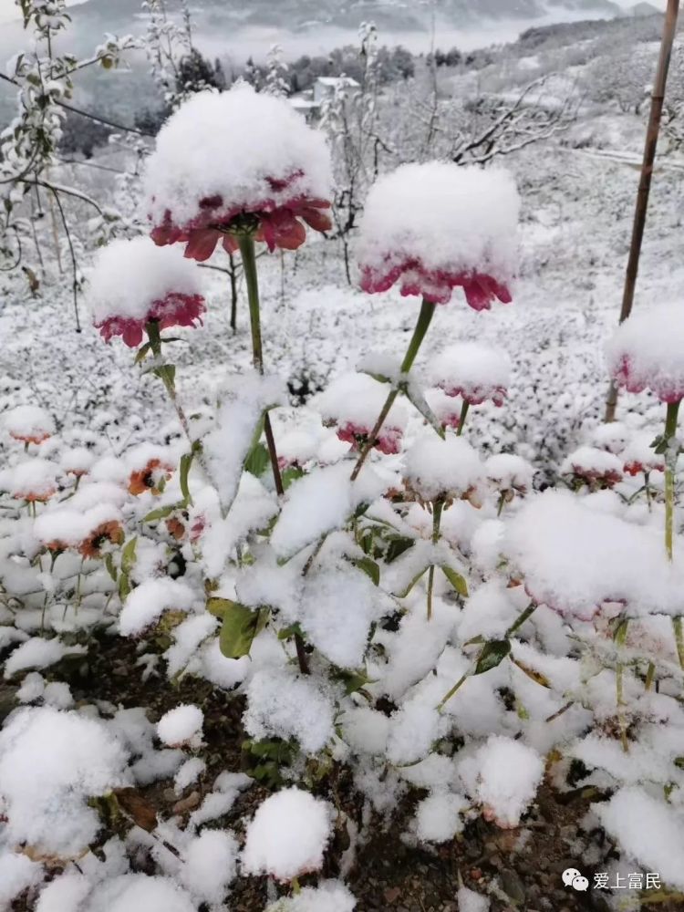 美!美!瑞雪兆丰年——富民迎来2019年的第一场雪