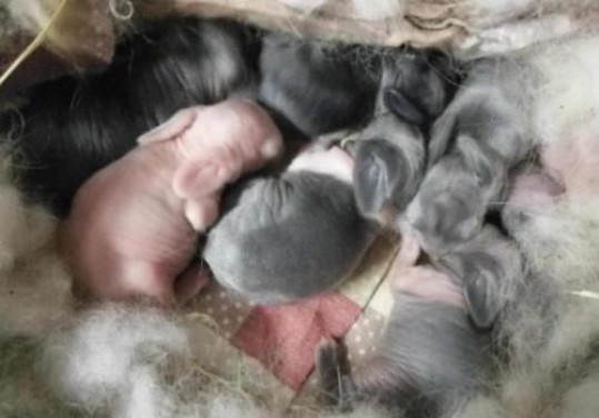 刚出生的小兔子,为什么兔妈妈会选择咬死它们?看完很心酸