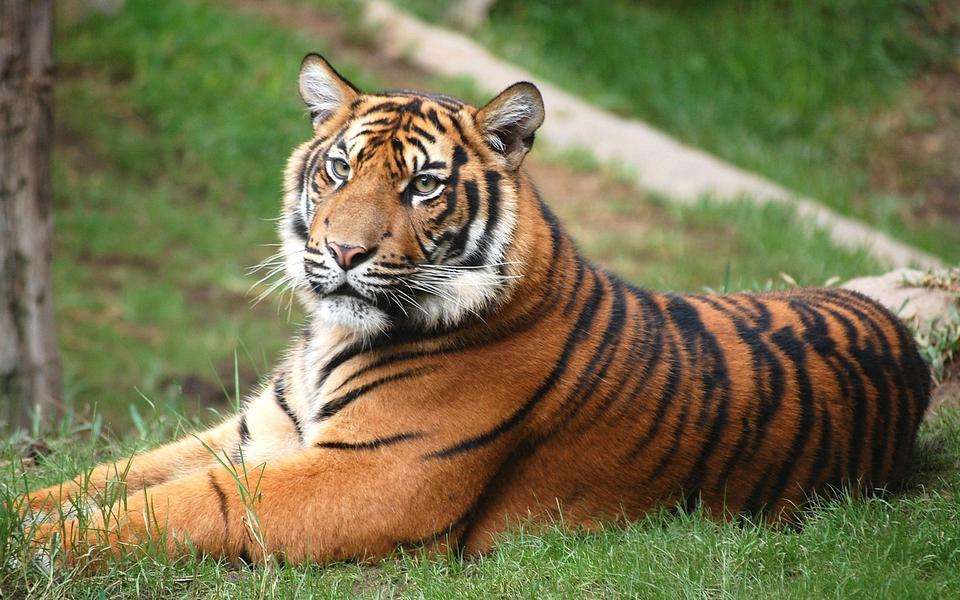 1,老虎被我们称为森林之王,并且这种动物的喊叫声是非常大的,能够传播