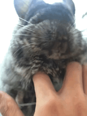345_460竖版 竖屏gif 动态图 动图