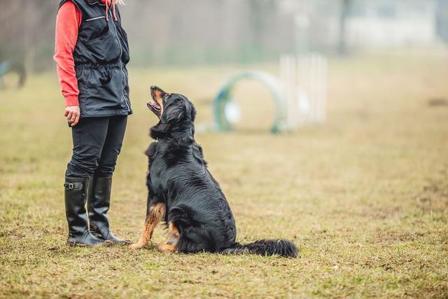 训犬师每次上课只用一小时,是为了多赚钱?其实训犬不宜太久