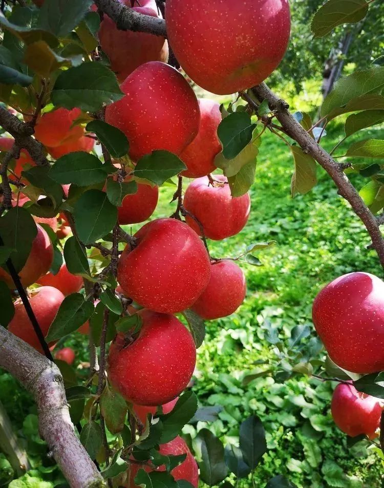 苹果_植物,日本,苹果树,有机肥,果农