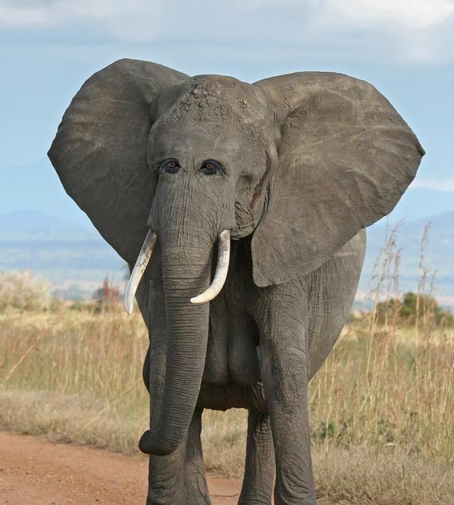 非洲大象:本来特别庞大的一头非洲大象,如果有了这样的眼睛,瞬间变得