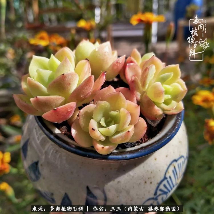 多肉,植物,玫瑰,冰玉