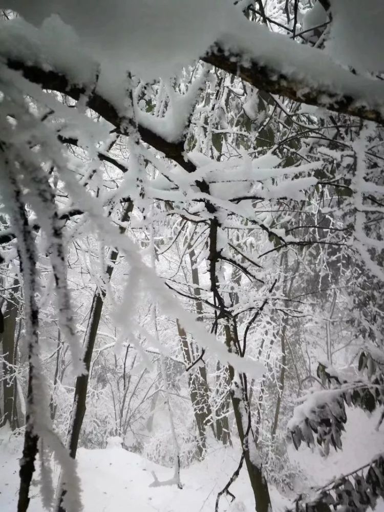 一步一景都是冬季最美的画卷 冰封雪盖,银装素裹 一簇簇,一落落 结满