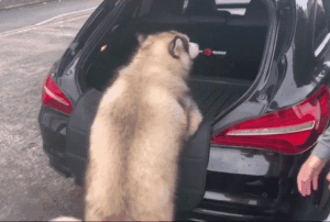 超胖狗狗爬不上车,主人过去帮一把:可累死我了