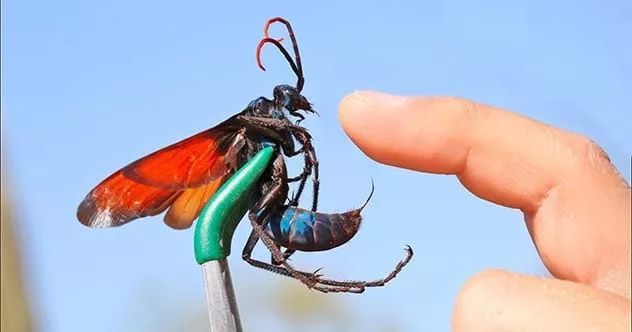 十,食蛛鹰蜂体长可达5厘米,有深蓝色的身体和明亮的橙红色的翅膀,是