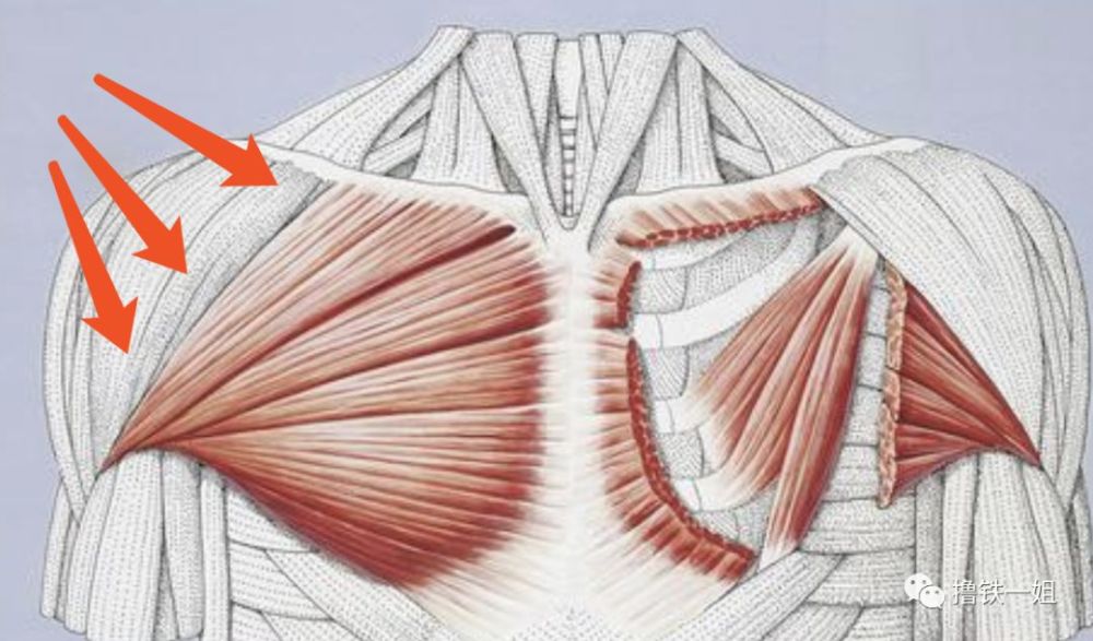 而且胸大肌上沿是连接着锁骨的,它紧张还意味着你锁骨(黄色箭头所示
