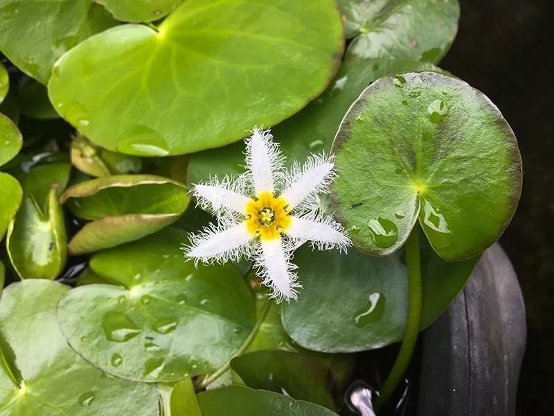 这些水生植物观赏性好,养盆里也能长,保持有水分就很好活