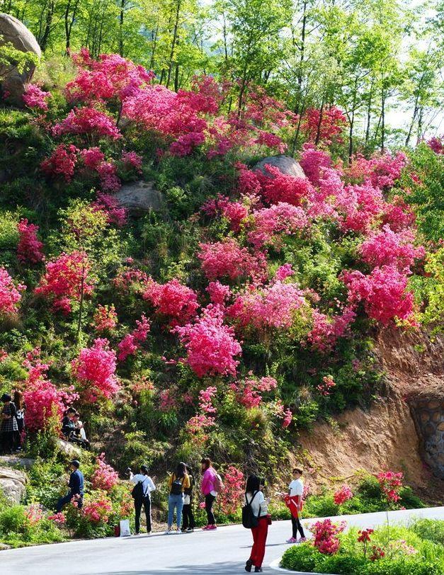 西泰山,杜鹃花,炎黄广场