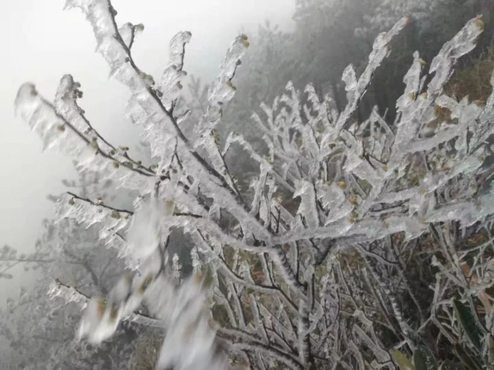 下了一夜雪,九仙山迎来雾凇!银装素裹!超多美图!约吗?