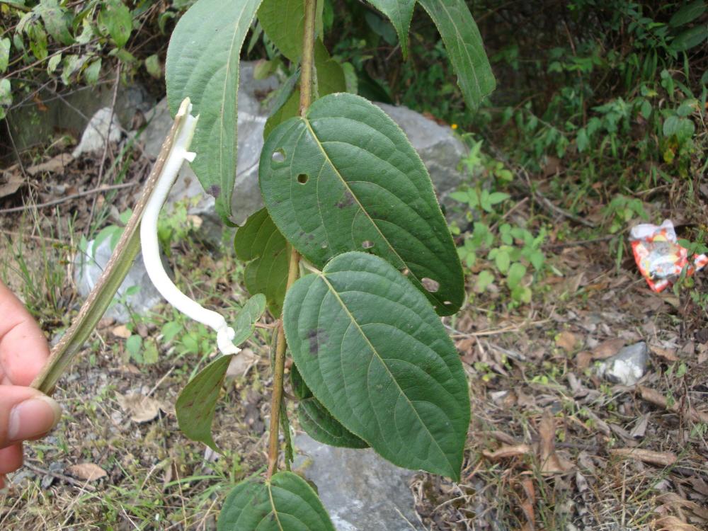 农民,农村,植物,药材,通草