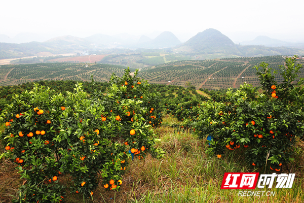 在宜章县农业产业园的脐橙加工基