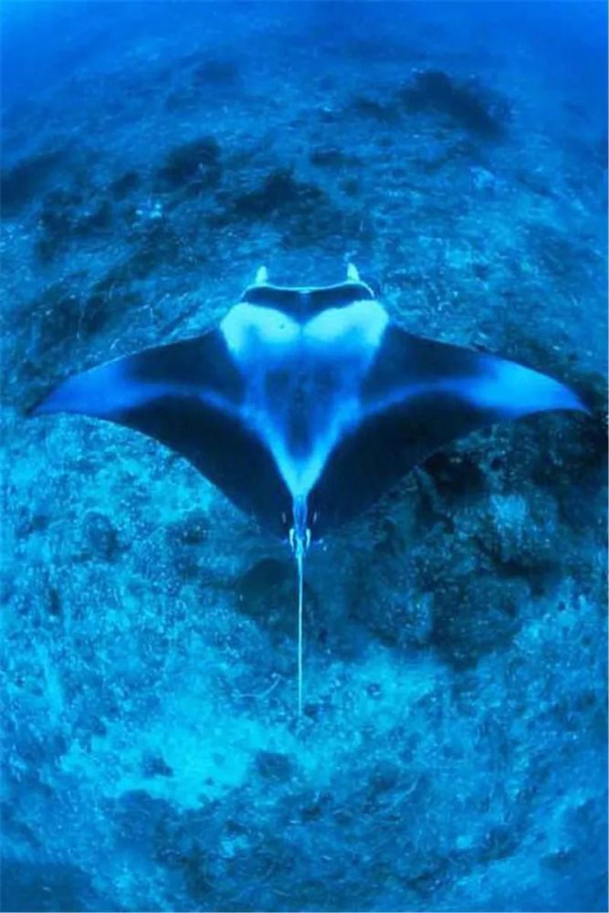 常见的如日本蝠鲼(mobula japonica),双吻前口蝠鲼(manta birostris)