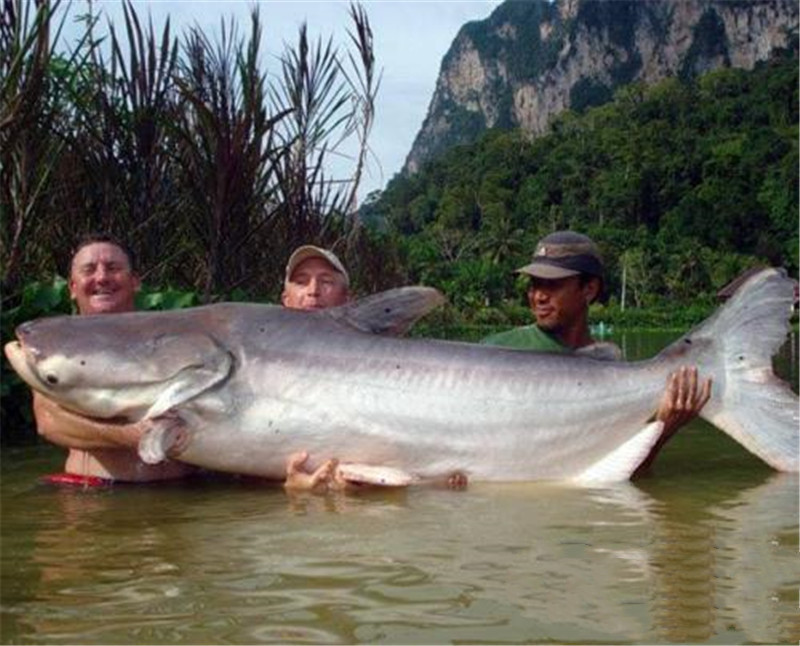 重达300斤湄公河"巨鱼",引进中国后却长不到15斤,太不