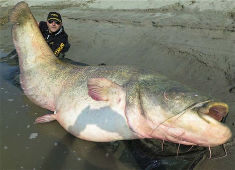 重达300斤湄公河"巨鱼",引进中国后却长不到15斤,太不