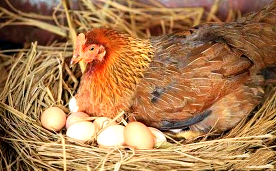 为什么母鸡下蛋后,要大声鸣叫?是在提醒我们去捡鸡蛋吗?