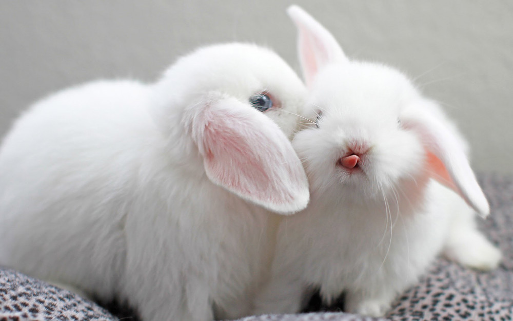 可爱萌系小白兔壁纸,超可爱的小兔子,一起来欣赏一下吧