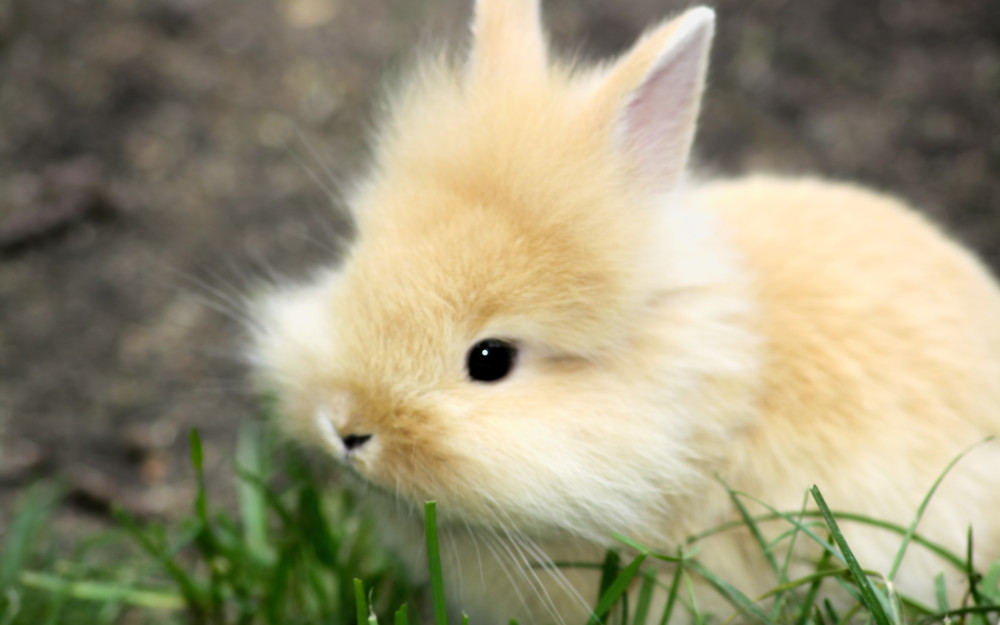 可爱萌系小白兔壁纸,超可爱的小兔子,一起来欣赏一下吧